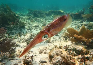 Coral Reef Snorkeling Expedition from Cancun with Beachside Lunch