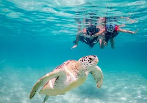 Turtle Snorkeling Private Tour – Sea Turtles & Cenote in Tulum