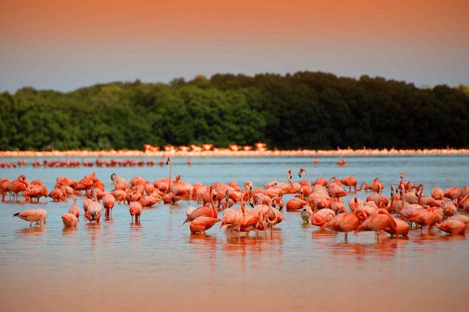 Private Tour: Celestun Biosphere Reserve by Yucatan Concierge