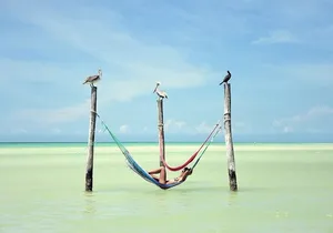 Discover the Wonders of Holbox, Cenote and Passion Island. Transport included