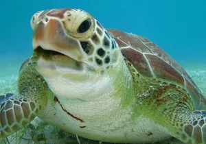 Private swiming with Turtles in Akumal