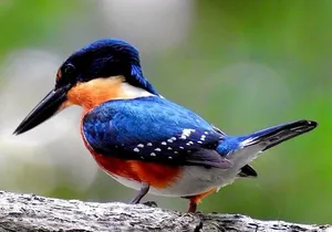 Birdwatching in Sian Ka´an Muyil from Tulum - Shared Group Tour