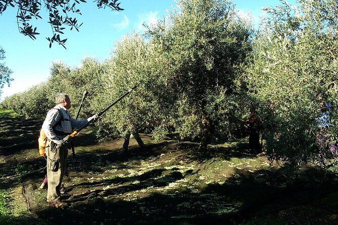 Private Olive Oil Tour from Sevilla