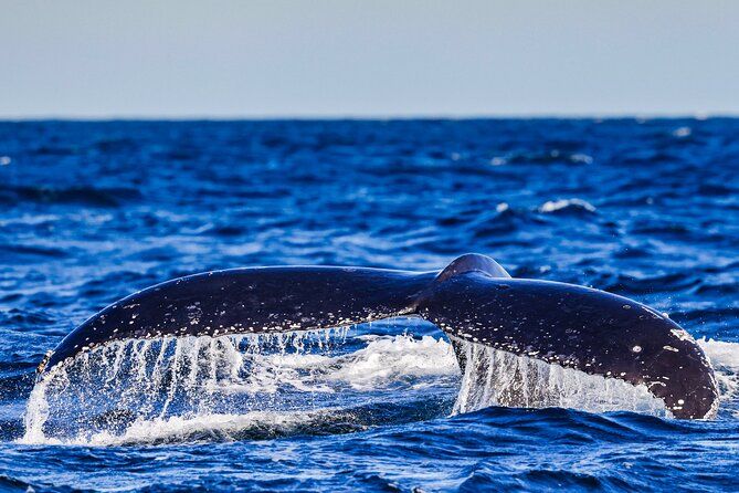 Swim with Whales Gold Coast