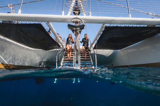Turtles & Tacos Luxury Catamaran Snorkel