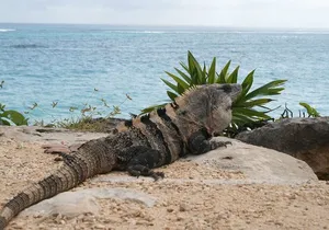 Tulum & Coba Private Tour