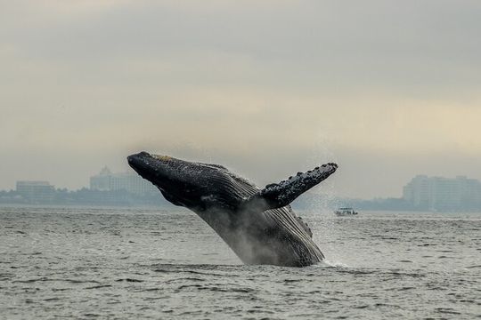 Mega Yacht Limousine of the Sea 1: Puerto Vallarta
