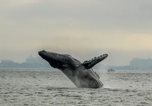 Mega Yacht Limousine of the Sea 1: Puerto Vallarta