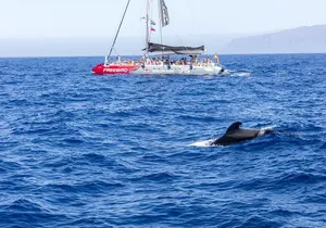 Exclusive Freebird Catamaran Whale and Dolphin Cruise to Caleta