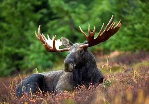 Moraine Lake and Lake Louise Tour from Calgary - Canmore - Banff