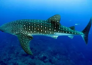 Snorkeling with whale sharks