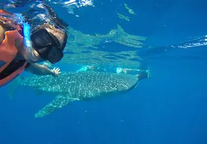 Whale Shark Snorkel from Cancun meeting point