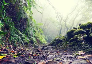 Wonderful hike through the Magic Forest of Tenerife