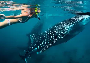 Amazing Whale Shark Snorkel in the Caribbean Sea from Riviera Maya