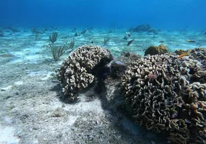 Experience Snorkel Cozumel, swim in the beautiful reef's from Cancun
