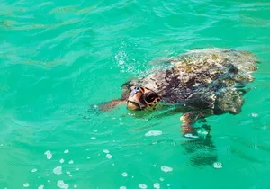 Eco Tour at Sian Kaan Biosphere! Round Transportation from Cancun