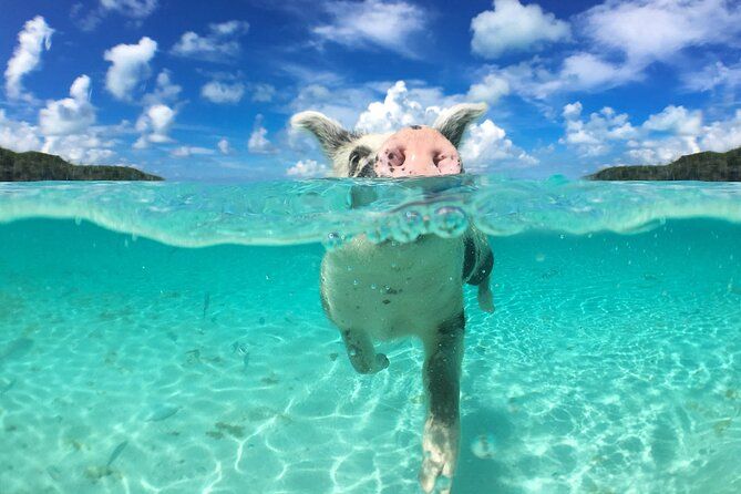 Swim with the Pigs Safari in Bahamas (2hrs)