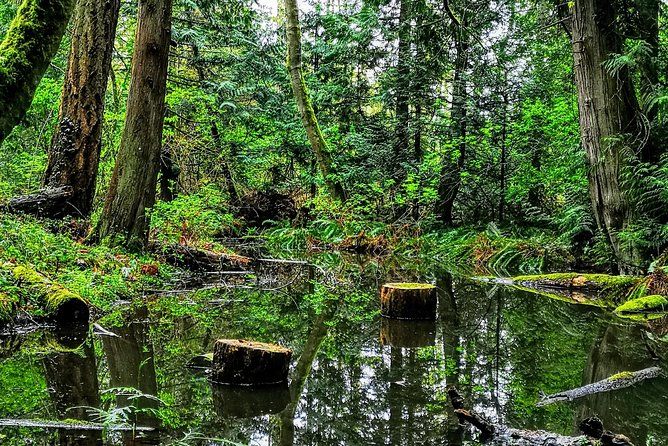 Private Guided Rainforest Hike in Victoria