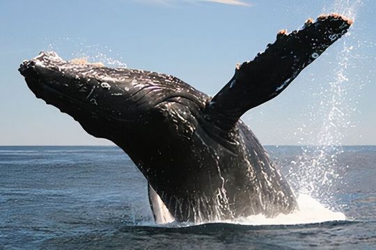 Cabo San Lucas Humpback Whale Watching Tour
