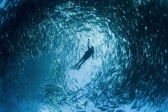Snorkeling Tour at Land's End in Cabo San Lucas