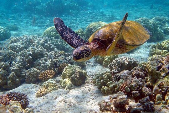 Sian Kaan Biosphere, Nature Eco Reserve! From Playa Del Carmen & Cancun