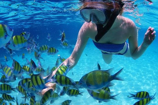 Snorkel in the second largest reef in the world Colorful tour in Puerto Morelos