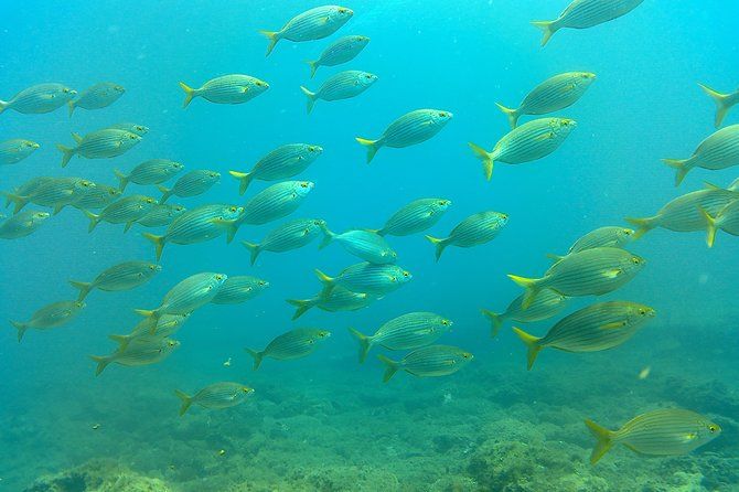 Discover Scuba diving in Gran Canaria with Hotel Pick-up