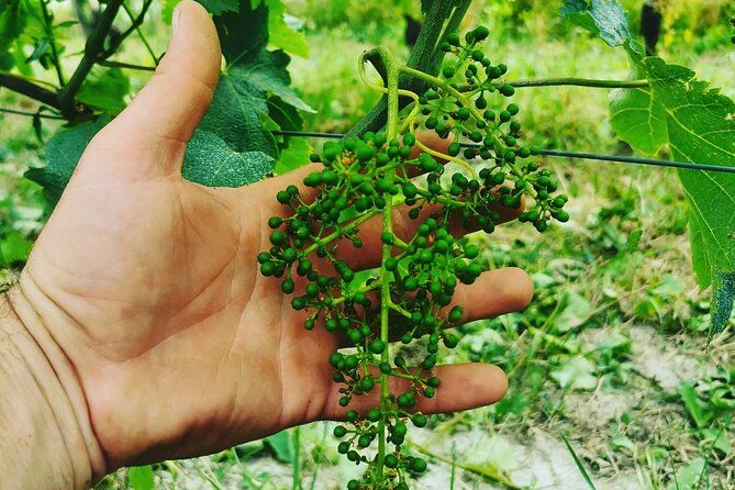 Barolo&Barbaresco Wine Experience with a Local Winemaker / Torino