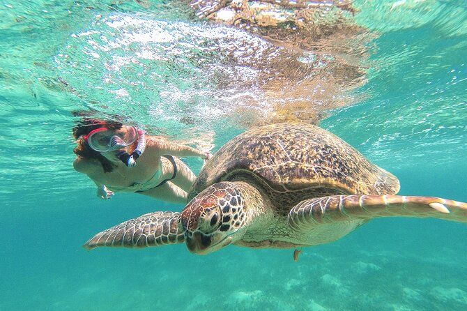 Turtle and Reef Sanctuary Snorkeling