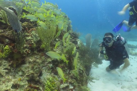 Scuba Diving (1st time) in Cancun Beginner's WELCOMED!