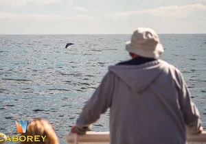 Whale Watching Experiencie with breakfast