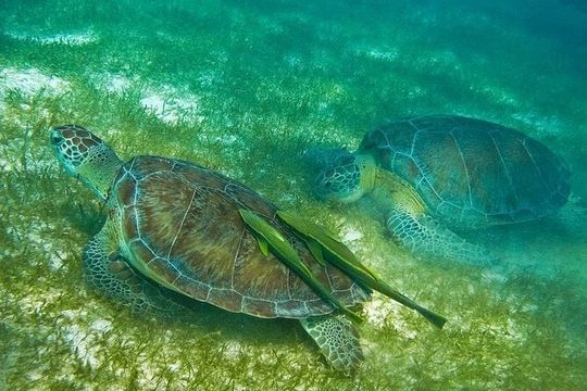 Atv Turtles and Cenote