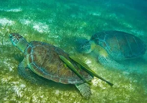 Atv Turtles and Cenote