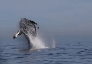 Whale Watching Adventure from Vancouver BC