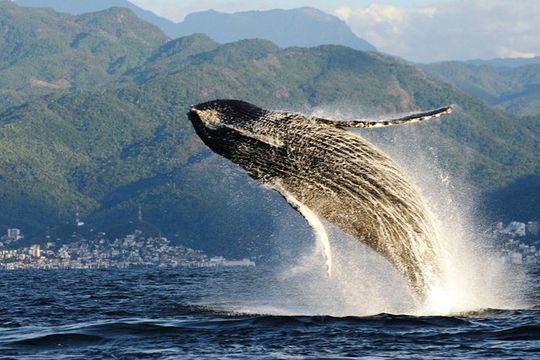 Whale Watching Adventure – Led by a Marine Biologist