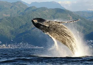 Whale Watching Adventure – Led by a Marine Biologist