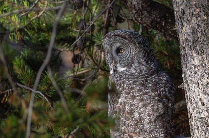 Full Day Guided Wildlife Photography Tour In Yellowstone