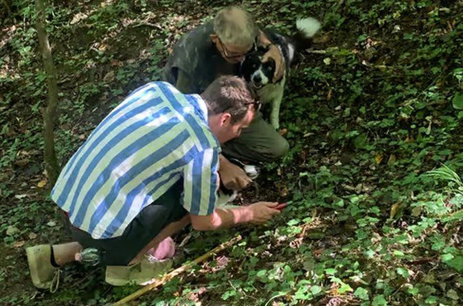 Truffle Hunting and Cheese, Truffle & Wine Tasting near Alba