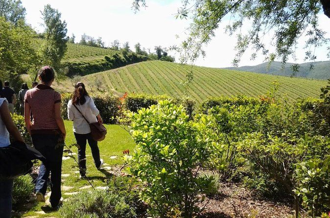 Radda in Chianti: Wine Tasting, Cellar Tour & Tuscan Lunch