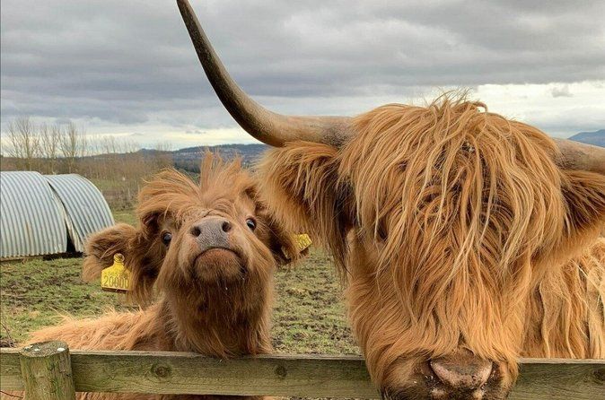 Private Tour of Highlands, Oban, Glencoe, Lochs & Castles from Glasgow
