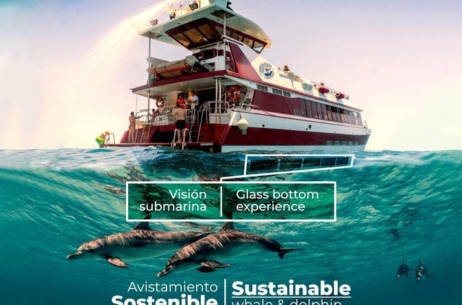 Dolphin & Whale Watching Mini Cruise with Underwater Viewing