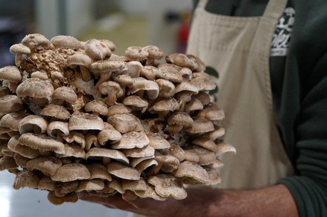 Guided tour and tasting in mushroom cultivation