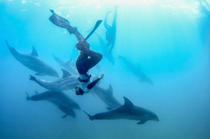 Dolphins, Seals and Hot Springs Experience Mornington Peninsula