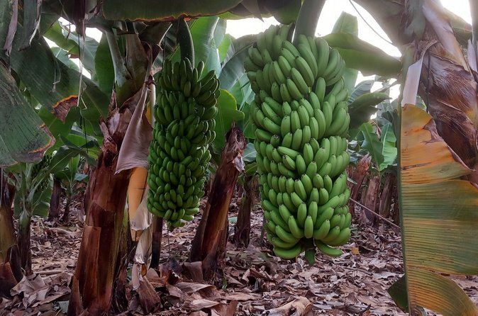 Canary Islands Wine and Banana Plantation Tour Tenerife