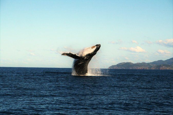 Whale Watching and Wildlife Cruise Townsville and Magnetic Island