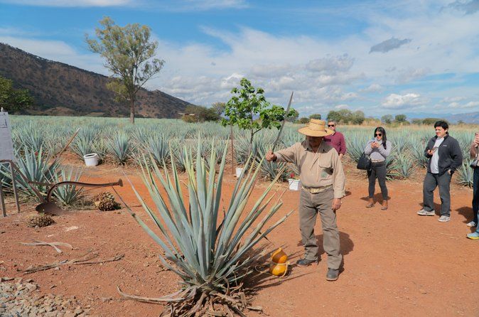 Tequila Premium Tour Destination Agave
