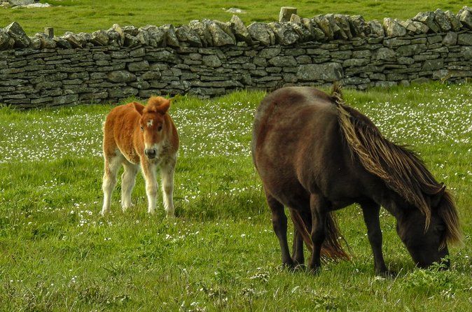 Ponies Express Private Tour to Scalloway