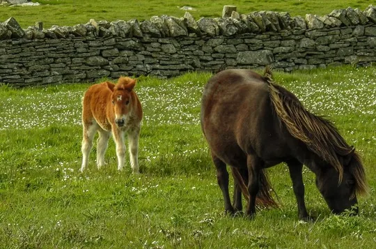 Ponies Express Private Tour to Scalloway