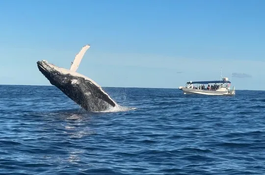 Mooloolaba Whale Watching – Small Group Tour
