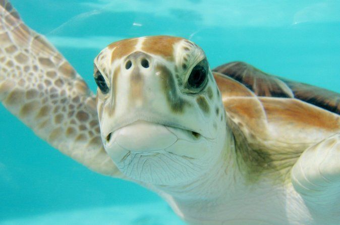 Full Day Turtle Adventure: ATV, Ziplines & Cenote w/Lunch